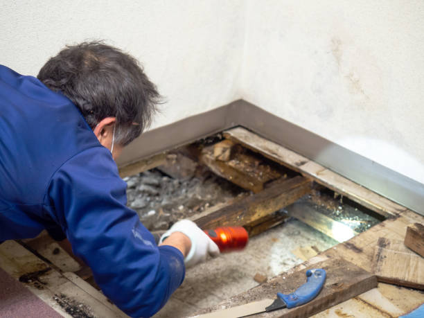 Best Attic Mold Removal  in Athens, TX