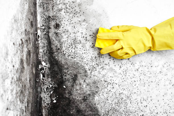 Best Crawl Space Mold Removal  in Athens, TX