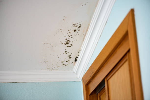 Best Toxic Mold Removal  in Athens, TX