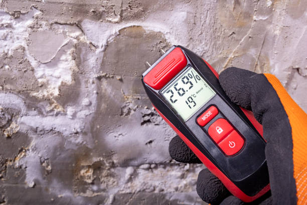 Best Fast Mold Removal  in Athens, TX