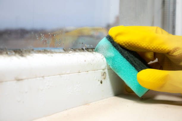 Best Home Mold Removal  in Athens, TX