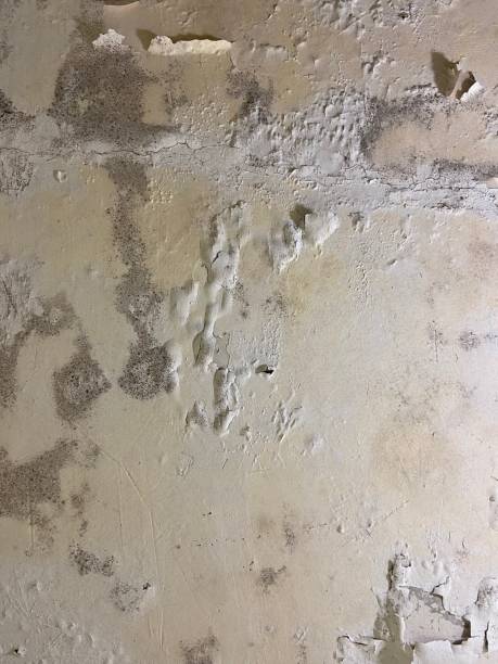 Best Mold Damage Repair  in Athens, TX
