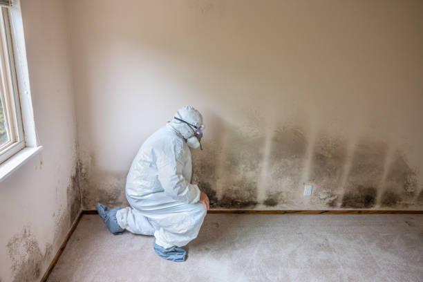 Best Residential Mold Removal  in Athens, TX