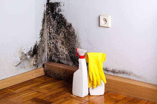 Best Black Mold Removal  in Athens, TX