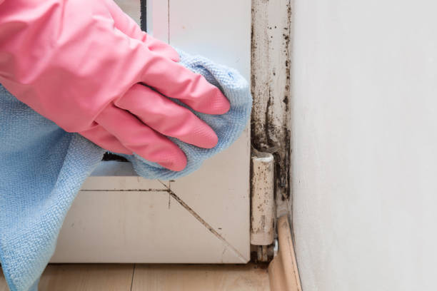 Athens, TX Mold Removal Company