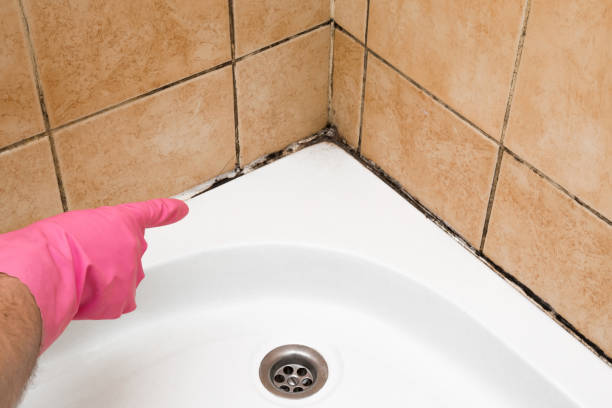 Best Professional Mold Removal  in Athens, TX